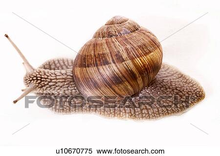 CLOSE, animals, brown, beige, back view, alfred View Large Photo Image Stock Photography - CLOSE, animals, brown, beige, back view, alfred. Fotosearch