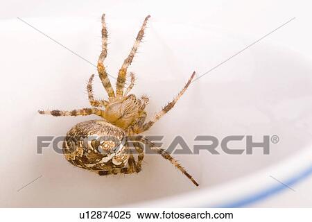 Stock Photography - close-up, aliment, araneus, animals, animal, alfred. Fotosearch