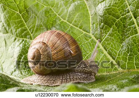 Stock Image - close-up, animals, CLOSE, brown, beige, alfred. Fotosearch