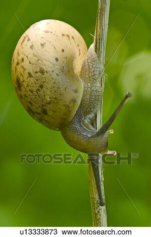 close-up, animals, CLOSE, brown, beige, alfred View Large Photo Image Stock Image - close-up, animals, CLOSE, brown, beige, alfred. Fotosearch