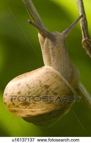 Stock Photo - close-up, animals, CLOSE, brown, beige, alfred. Fotosearch