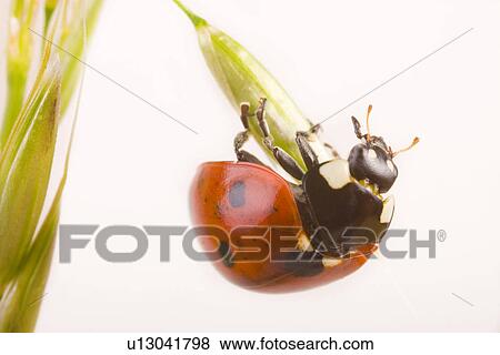 Coccinella 7 punctata, Coccinella 7-punctata, Coccinellia septempunctata, detail, detail admission, details, Freigestellte View Large Photo Image Stock Photo - Coccinella 7 punctata, Coccinella 7-punctata, Coccinellia septempunctata, detail, detail admission, details, Freigestellte. Fotosearch