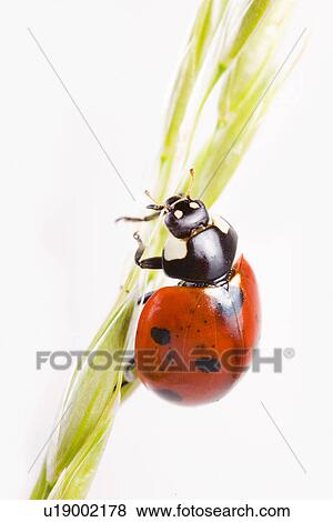 Coccinella 7 punctata, Coccinella 7-punctata, Coccinellia septempunctata, detail, detail admission, details, Freigestellte View Large Photo Image Stock Photo - Coccinella 7 punctata, Coccinella 7-punctata, Coccinellia septempunctata, detail, detail admission, details, Freigestellte. Fotosearch