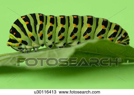 Stock Image - coloration, farbenvielfalt, flügeltiere, fluginsekten, form. Fotosearch