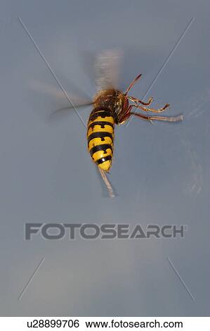 Stock Photograph - danger, animal, buzz, buss, animals, alexandra. Fotosearch