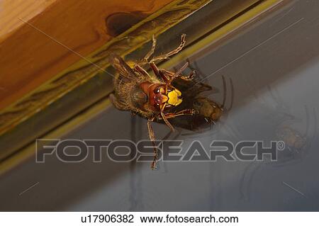 Stock Image - dangerous, animal, danger, buss, animals, alexandra. Fotosearch