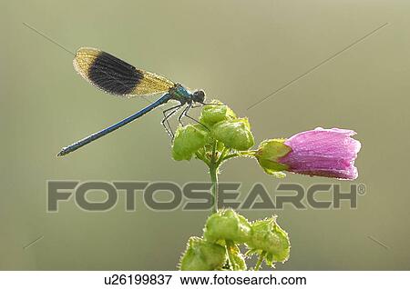 Stock Photo - Demoiselle, animal, calopteryx, blackwing, banded, dragonfly, agrion. Fotosearch