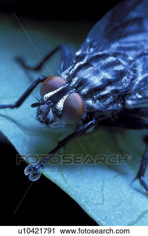 domestica, brachycera, compound, close-up, CLOSE, eye, animals View Large Photo Image Stock Image - domestica, brachycera, compound, close-up, CLOSE, eye, animals. Fotosearch
