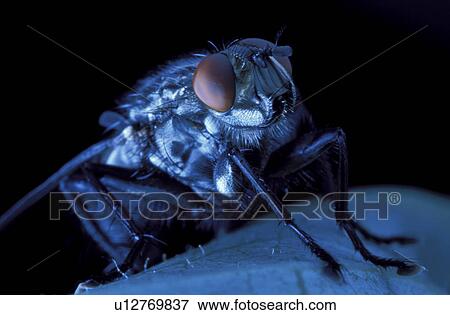 Stock Photo - domestica, brachycera, compound, close-up, CLOSE, eye, animals. Fotosearch