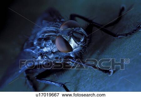 Stock Photo - domestica, brachycera, compound, close-up, CLOSE, eye, animals. Fotosearch