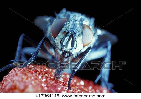 Stock Photography - domestica, brachycera, compound, close-up, CLOSE, eat, animals. Fotosearch