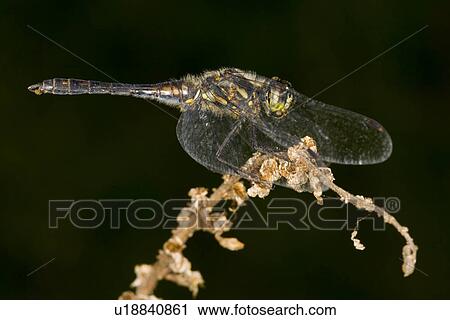 dragonflies, animal, danae, black, animals, alfred View Large Photo Image Stock Image - dragonflies, animal, danae, black, animals, alfred. Fotosearch