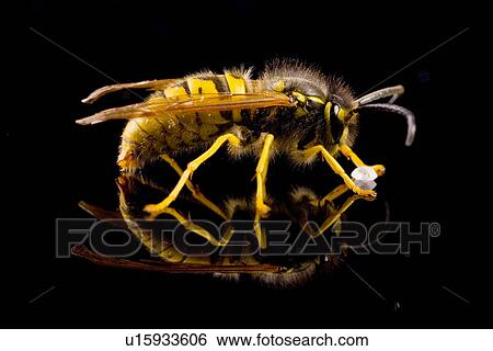 Stock Photograph - eat, animal, cankerous, candy, animals, alfred. Fotosearch