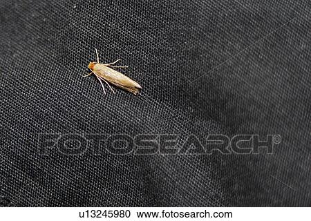 eat, black, detail, cloth, close-up, fauna, animal View Large Photo Image Stock Image - eat, black, detail, cloth, close-up, fauna, animal. Fotosearch