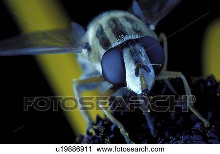 Stock Image - eye, brachycera, compound, close-up, CLOSE, facettenauge, animals. Fotosearch