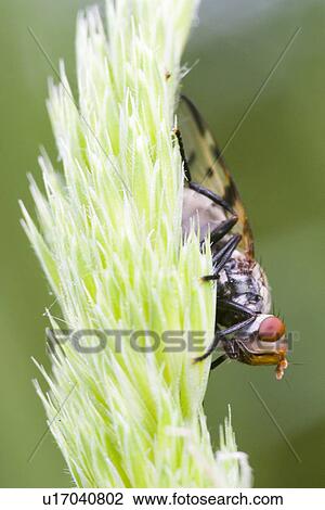 fauna, macro, Macroaufnahme, Macroaufname, Makroaufname, close on name, Panorpa communis View Large Photo Image Stock Image - fauna, macro, Macroaufnahme, Macroaufname, Makroaufname, close on name, Panorpa communis. Fotosearch