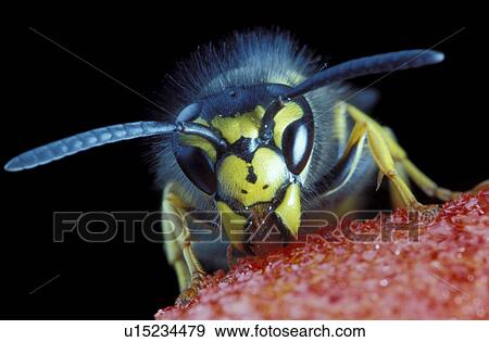 Stock Photo - food, CLOSE, eating, eat, close-up, fragaria, animals. Fotosearch