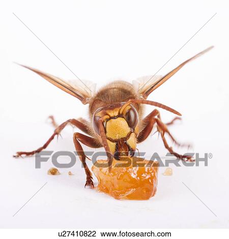 Stock Image - freigestellt, alfred, aliment, animal, animals, bee. Fotosearch