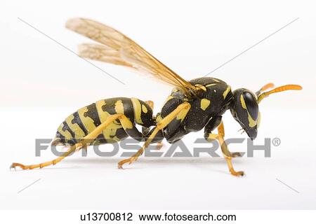 freigestellt, alfred, animal, animals, close-up View Large Photo Image Stock Image - freigestellt, alfred, animal, animals, close-up. Fotosearch