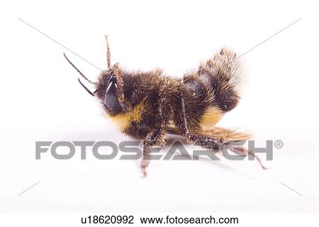 Stock Image - freigestellt, alfred, animal, animals, back, bee. Fotosearch