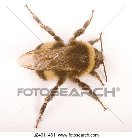 freigestellt, alfred, animal, animals, bee, bees View Large Photo Image Stock Image - freigestellt, alfred, animal, animals, bee, bees. Fotosearch