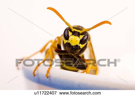 freigestellt, alfred, animal, animals, close-up View Large Photo Image Stock Photo - freigestellt, alfred, animal, animals, close-up. Fotosearch