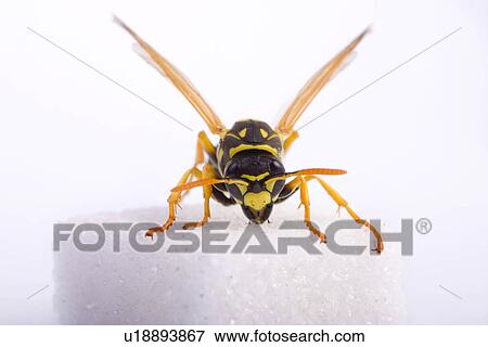 Stock Photo - freigestellt, alfred, animal, animals, calories, cankerous. Fotosearch