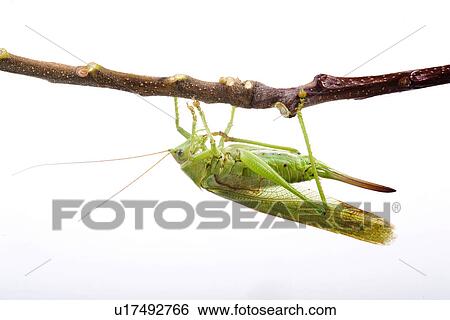 freigestellt, alfred, animal, animals, climb, fauna View Large Photo Image Stock Photograph - freigestellt, alfred, animal, animals, climb, fauna. Fotosearch