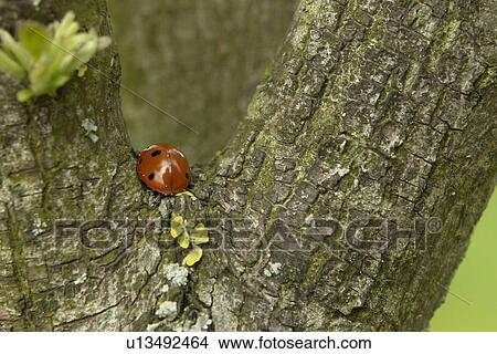 glueckskaefer, glueckssymbol, animal, bark, beetle, berne, black View Large Photo Image Picture - glueckskaefer, glueckssymbol, animal, bark, beetle, berne, black. Fotosearch