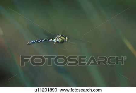 grass, back view, dragonfly, close-up, CLOSE, hexapoda, animals View Large Photo Image Stock Image - grass, back view, dragonfly, close-up, CLOSE, hexapoda, animals. Fotosearch