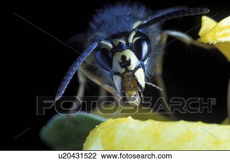 Stock Image - insect, CLOSE, hexapoda, flower, close-up, insecta, animals. Fotosearch