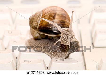 Stock Image - rechner, geschaeft, alfred, animals, avocation. Fotosearch