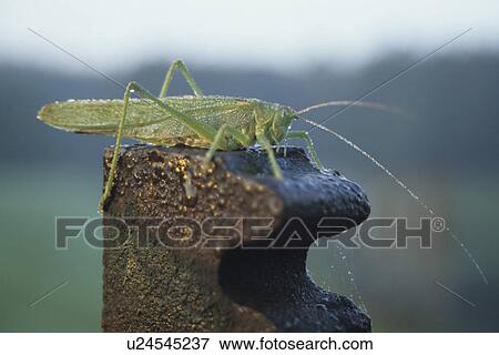 Stock Photo - tau, animal, arno, elbufer, germany, grasshopper. Fotosearch