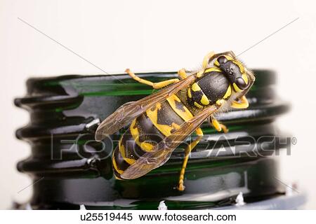 Stock Photography - verschluss, alfred, animal, animals, beverage, beverages. Fotosearch