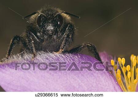 weide, wiesen, fruehlingserwachen, alfred, bee, bees View Large Photo Image Stock Photography - weide, wiesen, fruehlingserwachen, alfred, bee, bees. Fotosearch