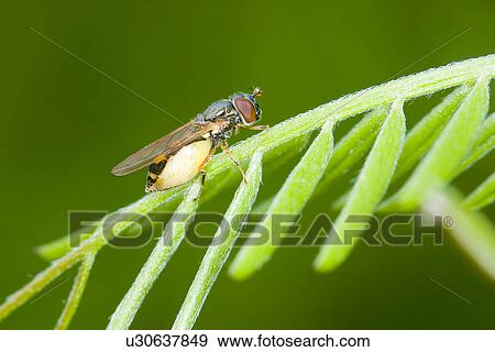 Stock Photo - wiesenbewohner, alfred, animal, animals, close-up. Fotosearch