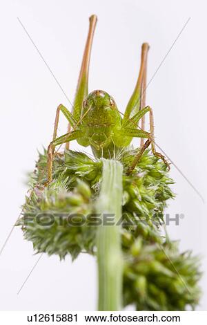 Stock Image - wiesenbewohner, freigestellt, alfred, animal, animals, bite-frighten. Fotosearch