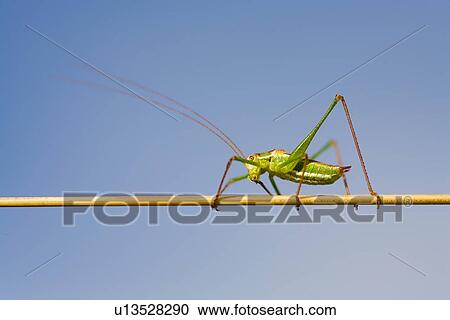 wiesenbewohner, freigestellt, alfred, animal, animals, blade of grass View Large Photo Image Stock Image - wiesenbewohner, freigestellt, alfred, animal, animals, blade of grass. Fotosearch