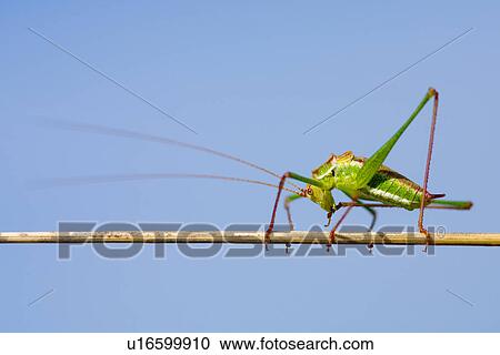 Stock Image - wiesenbewohner, freigestellt, alfred, animal, animals, blade of grass. Fotosearch