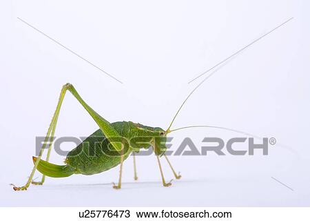 Stock Image - wiesenbewohner, freigestellt, alfred, animal, animals, climb. Fotosearch