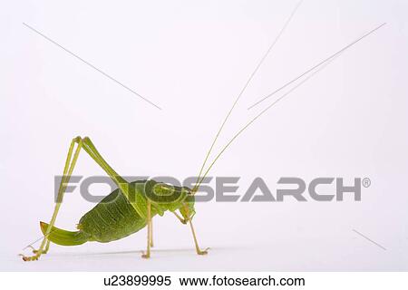 Stock Photography - wiesenbewohner, freigestellt, alfred, animal, animals, climb. Fotosearch