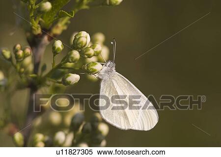 Stock Photography - wiesenbewohner, tau, wiesenblume, alfred, animal, animals. Fotosearch
