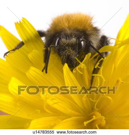 wiesenbewohner, wiesenblume, ackerhummel, alfred, animal, animals View Large Photo Image Stock Photography - wiesenbewohner, wiesenblume, ackerhummel, alfred, animal, animals. Fotosearch