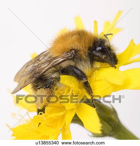 Stock Image - wiesenblume, wiesenbewohner, ackerhummel, alfred, animal, animals. Fotosearch