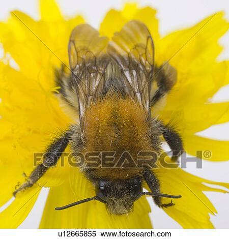wiesenblume, wiesenbewohner, ackerhummel, alfred, animal, animals View Large Photo Image Stock Photography - wiesenblume, wiesenbewohner, ackerhummel, alfred, animal, animals. Fotosearch