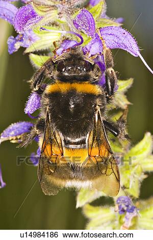 Stock Photograph - wiesenblume, wiesenbewohner, wiesen, weide, alfred, animal. Fotosearch