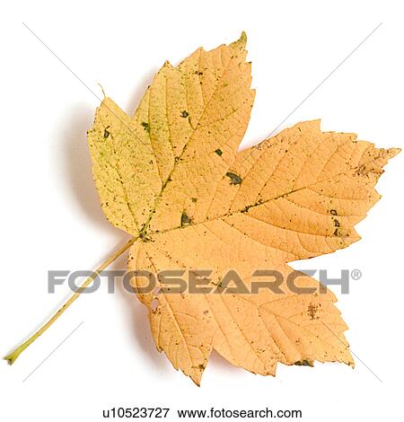 alfred, close-up, CLOSE, autumn, ahornbaum View Large Photo Image Stock Photo - alfred, close-up, CLOSE, autumn, ahornbaum. Fotosearch