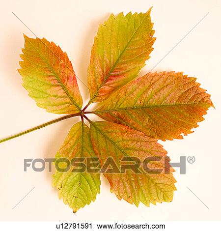 autumn, close-up, CLOSE, alfred View Large Photo Image Stock Image - autumn, close-up, CLOSE, alfred. Fotosearch