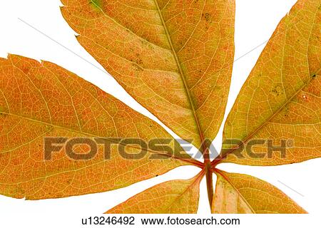 autumn, close-up, CLOSE, brown, alfred View Large Photo Image Stock Image - autumn, close-up, CLOSE, brown, alfred. Fotosearch