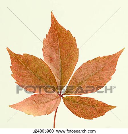 autumn, close-up, CLOSE, brown, alfred View Large Photo Image Stock Image - autumn, close-up, CLOSE, brown, alfred. Fotosearch